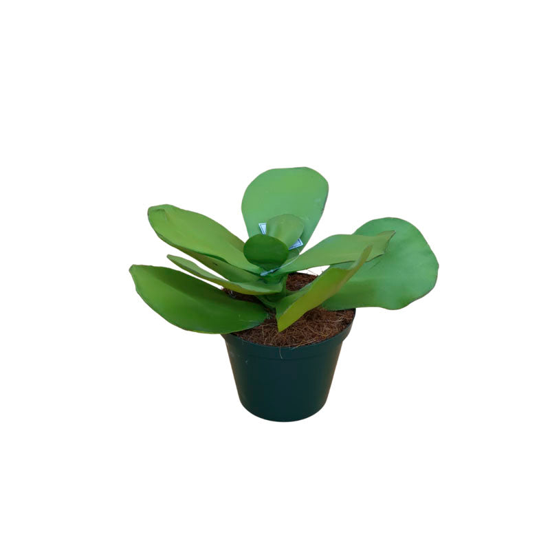 oak leaf succulent Paddle Plant – Oak Corner Interiors
