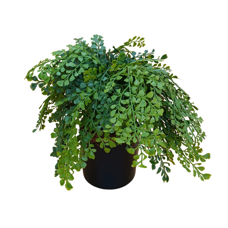 Maiden Fern