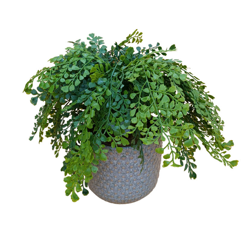Maiden Fern